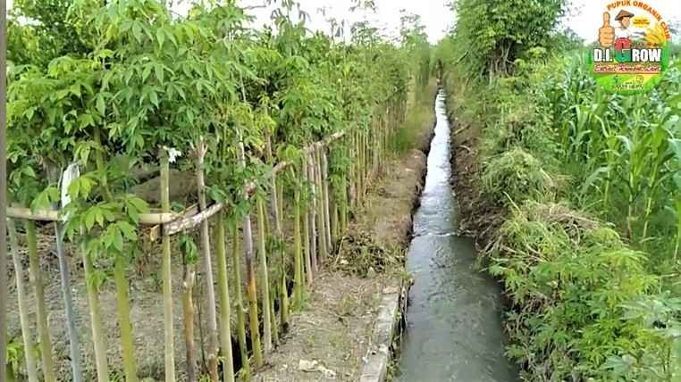 Menerapkan Sistem Pengairan Tetes untuk Tanaman Buah