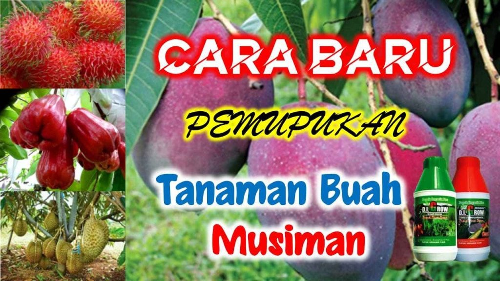 Aplikasi Pupuk Hayati untuk Memperkuat Daya Tumbuh Bibit