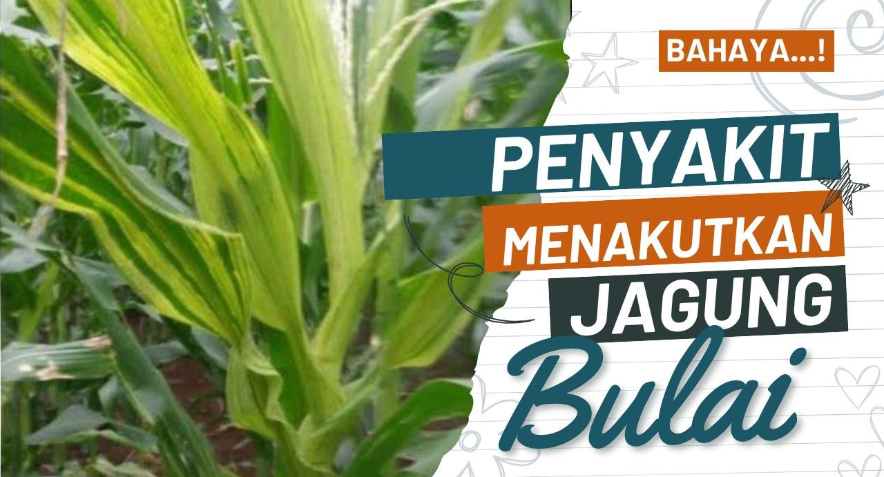 PENGENDALIAN JITU PENYAKIT BULAI JAGUNG - DI GROW—Situs Resmi