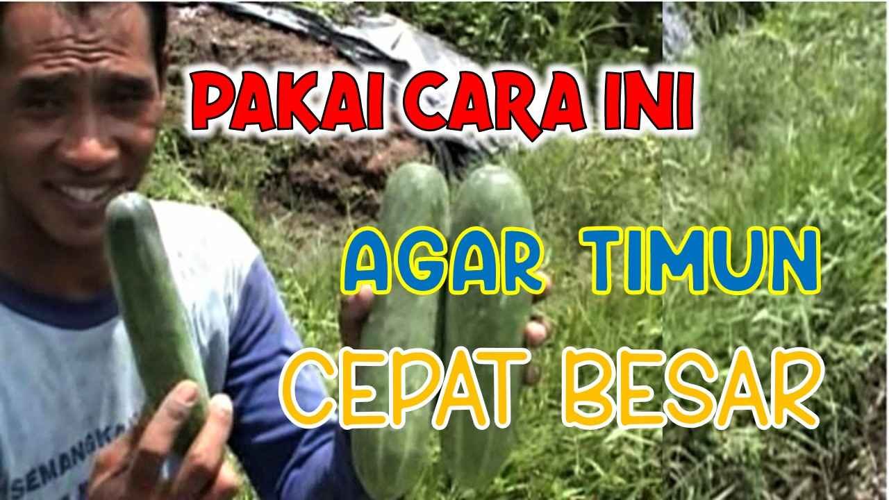 PAKAI CARA INI, BUAH TIMUN AKAN CEPAT BESAR DAN PANJANG - DI GROW—Situs ...