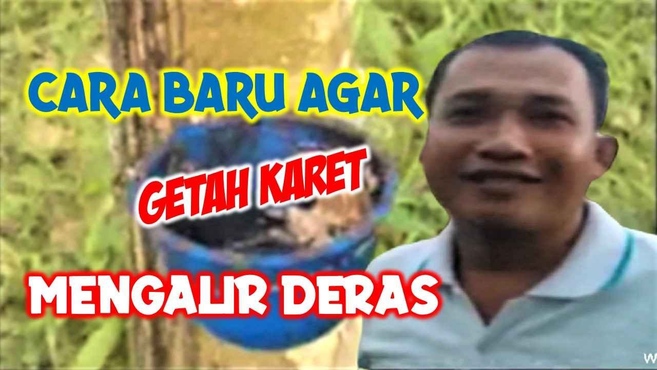 CARA BARU AGAR GETAH KARET MENGALIR DERAS - DI GROW—Situs Resmi