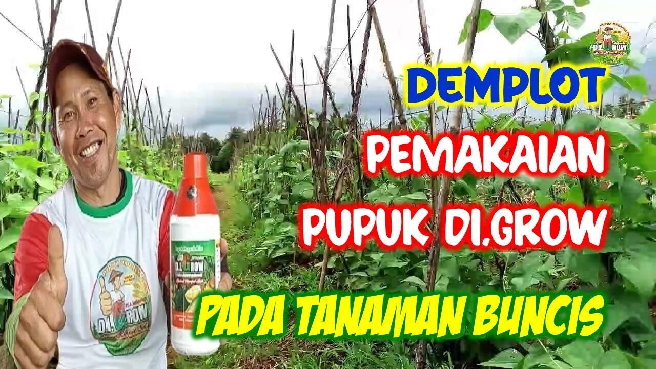 DEMPLOT PEMAKAIAN PUPUK DI.GROW PADA TANAMAN BUNCIS - DI GROW—Situs Resmi