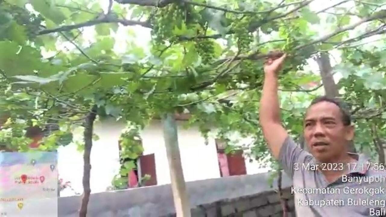 Raup Cuan Jutaan Rupiah Dari Menanam Anggur Di Pekarangan Di Grow