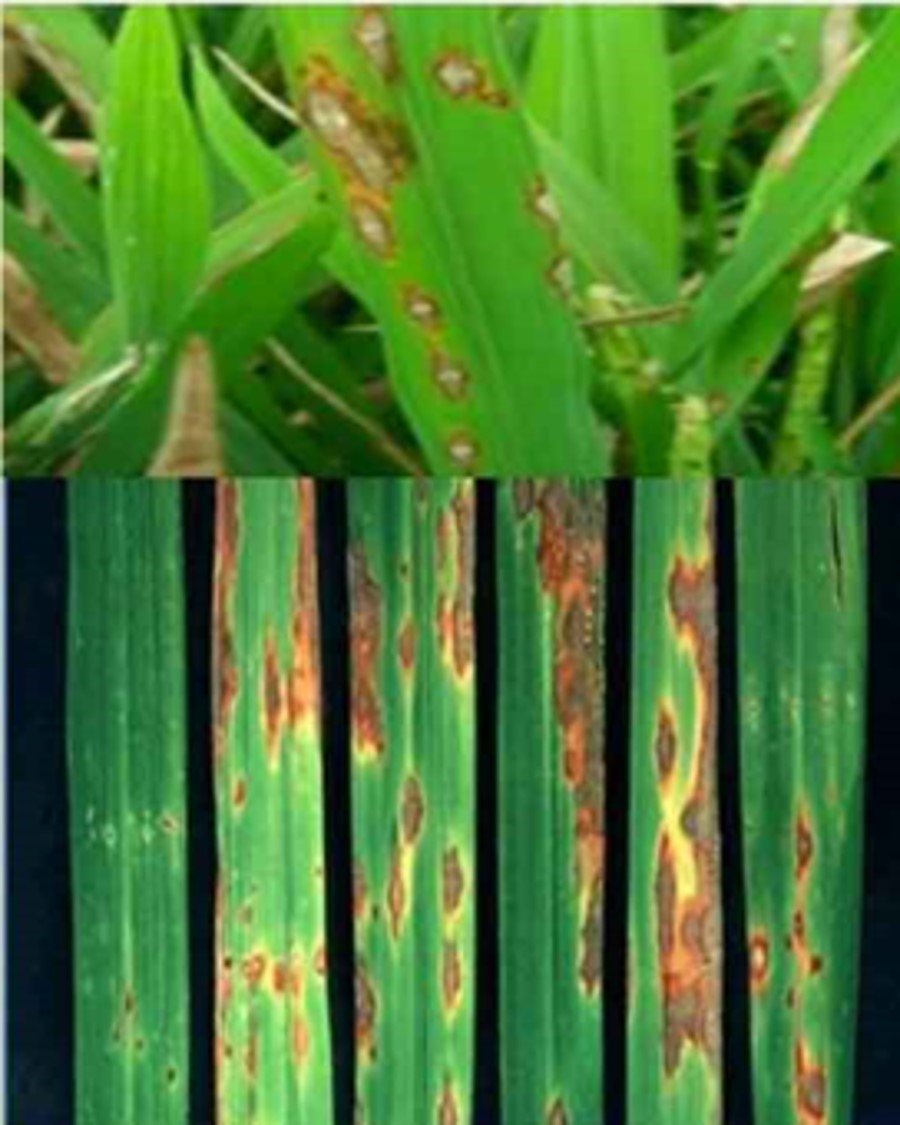 KIAT KHUSUS PENGENDALIAN PENYAKIT “BLAST” PADA TANAMAN PADI - DI GROW