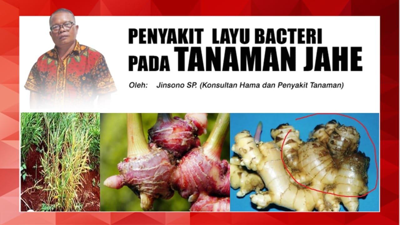 Layu In English PENYAKIT LAYU BACTERI PADA TANAMAN JAHE - DI GROW—Situs Resmi